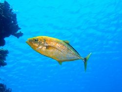 Jackfish taken in Marsa Bareika with E300. by Nikki Van Veelen 